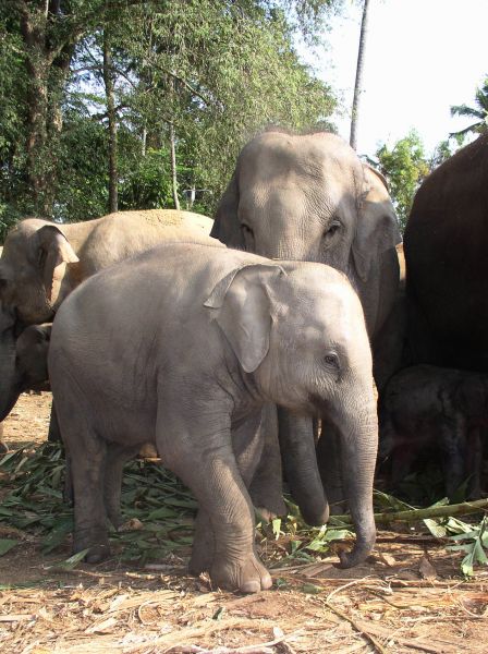Elephant d`asie  Elephas maximus